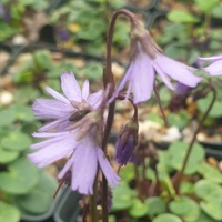 Soldanella dimoniei 
